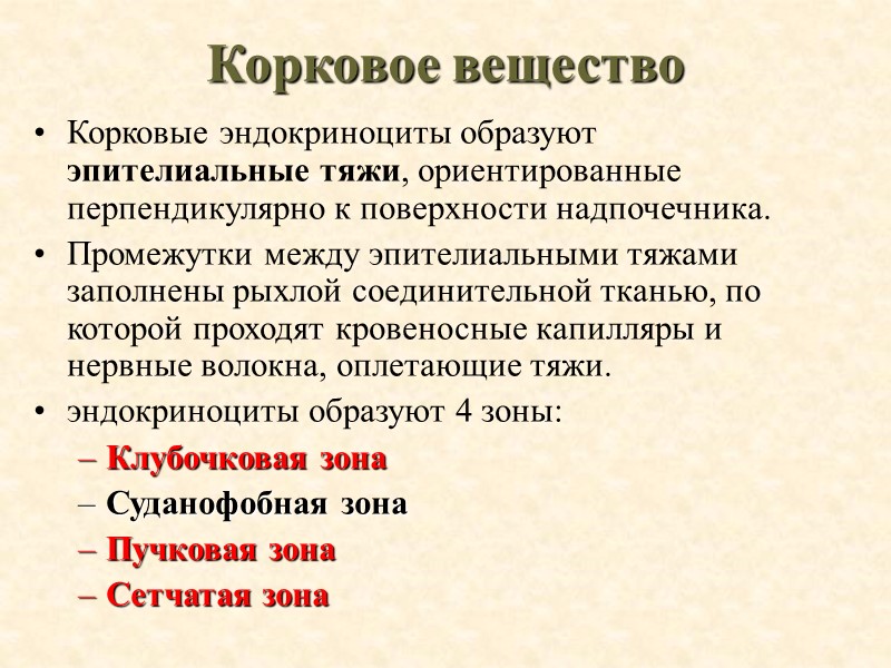 Корковое вещество Корковые эндокриноциты образуют эпителиальные тяжи, ориентированные перпендикулярно к поверхности надпочечника.  Промежутки